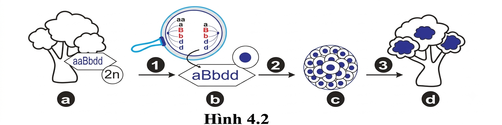 Dựa vào Hình 4.2 sau đây mô tả quá trình tạo giống cây trồng. Hãy cho biết mỗi nhận định sau là đúng hay sai?
 (ảnh 1)