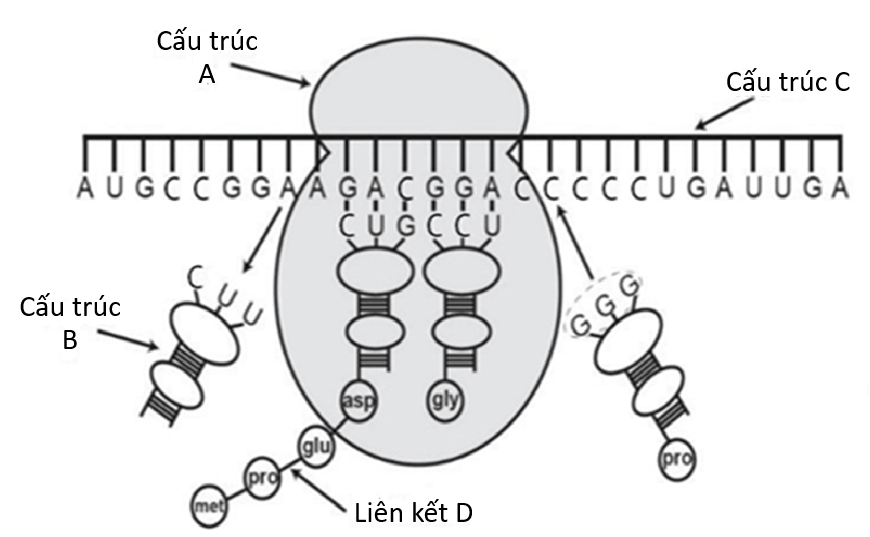  Hình vẽ dưới đây mô tả quá trình tổng hợp một chuỗi polypeptide trong tế bào của một loài sinh vật. Quan sát hình vẽ và cho biết mỗi nhận định dưới đây là đúng hay sai.
 (ảnh 1)