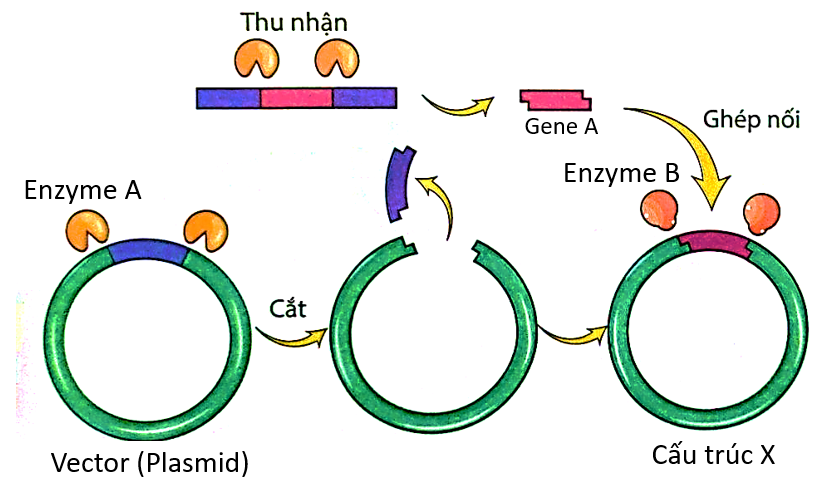  Dưới đây là sơ đồ công nghệ DNA tái tổ hợp. Khi nói về công nghệ tạo DNA tái tổ hợp, các nhận định dưới đây là đúng hay sai?
 (ảnh 1)