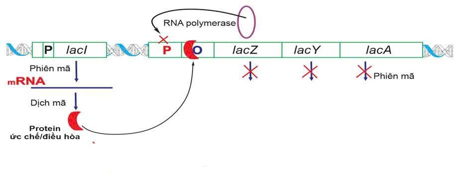  Em hãy xác định hình dưới đây mô tả cơ chế điều hòa hoạt động của gene trong môi trường nào? Hãy trình bày cơ chế hoạt động của Operon trong môi trường đó? (ảnh 1)