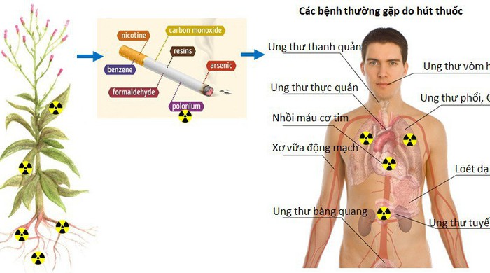 Trong thí nghiệm nghiên cứu về tác hại của thuốc lá, các nhà khoa học thấy rằng trong mẫu thuốc lá có chứa hạt nhân Polonium   (ảnh 1)