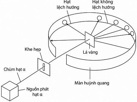 Một nhóm học sinh dự đoán: “Hạt \(\alpha \) có động năng rất lớn nên khi bắn qua lá vàng, sẽ không có bất kì phần tử nào bên trong nguyên tử đủ lực đẩy nó bật ngược lại.”
Để kiểm chứng dự đoá (ảnh 1)