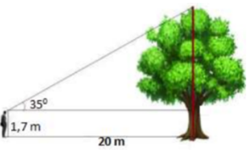 Tính chiều cao của cây trong hình vẽ bên (Làm tròn đến chữ số thập phân thứ nhất) (ảnh 1)