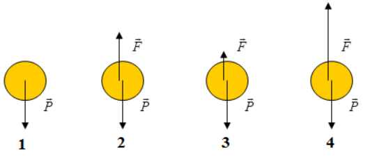 Khi thả nhẹ một quả bóng từ cao xuống (bỏ qua mọi ma sát), hình vẽ nào sau đây diễn tả đúng các lực tác dụng (ảnh 1)