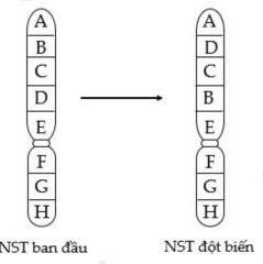Mô tả cấu trúc siêu hiển vi của NST ở sinh vật nhân thực