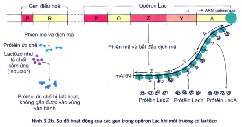 Điều hoà hoạt động gen mô hình Operon lactose  Giáo viên Việt Nam