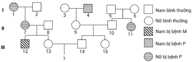 Phả hệ dưới đây mô tả sự di truyền hai bệnh (ảnh 1)