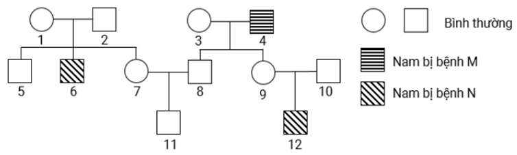 Phả hệ ở hình sau mô tả sự di truyền của bệnh M (ảnh 1)