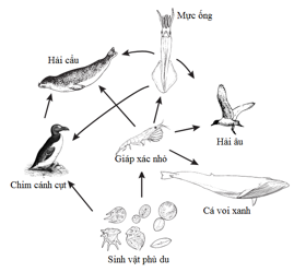 Lưới thức ăn: Điểm qua những hình ảnh đầy thuyết phục về lưới thức ăn của các loài sinh vật trong đại dương để hiểu rõ hơn về sự đa dạng của hệ sinh thái dưới nước.