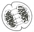 Hình ảnh dưới đây minh họa cho kì nào của quá trinh nguyên phân ở tế bào thực vật (ảnh 1)