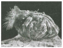 Hình ảnh dưới đây là hiện tượng loài cua biển mang trên thân những con hài quỳ thể hiện mối quan hệ  (ảnh 1)