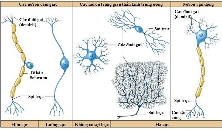 Nhóm nào dưới đây gồm những nơron có thân nằm trong trung ương thần kinh (ảnh 1)