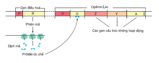 Gen điều hòa opêron hoạt động khi môi trường Có chất cảm ứng (ảnh 1)