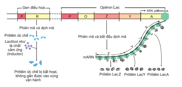 Gen điều hòa opêron hoạt động khi môi trường Có chất cảm ứng (ảnh 2)