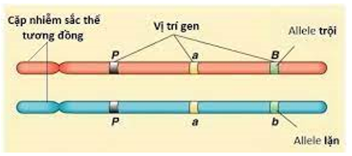 Nhiễm sắc thể trong tế bào sinh dưỡng A. tồn tại thành từng (ảnh 1)