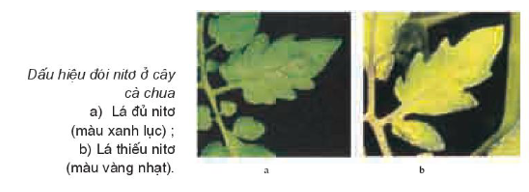 Sự biểu hiện triệu chứng thiếu nitơ của cây là lá nhỏ, có màu lục đậm, màu của thân (ảnh 1)