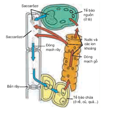 Động lực của dòng sản phẩm mạch rây là sự việc chệnh chếch áp suất thấm vào thân ái (ảnh 1)