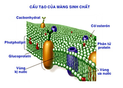 Thành phần tham gia vào cấu trúc màng sinh chất của tế bào là (ảnh 1)