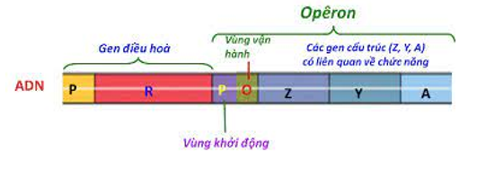 Trình tự các thành phần cấu tạo của một operon là (ảnh 1)