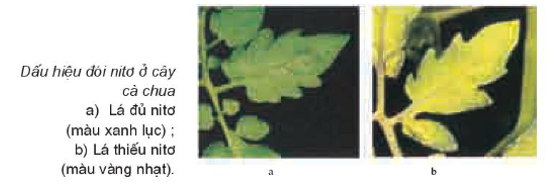 Vai trò của nitơ trong cơ thể thực vật Là thành phần của axit nucleic, ATP, photpholipit (ảnh 1)