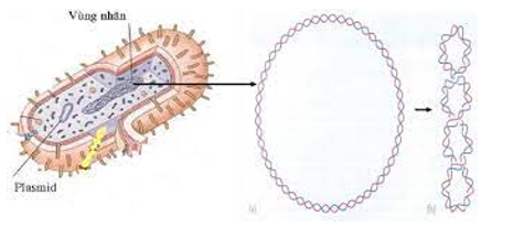 Vùng nhân của tế bào vi khuẩn có đặc điểm A. Chứa một phân tử ADN dạng vòng (ảnh 1)