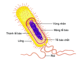 Tế bào vi khuẩn được gọi là tế bào nhân sơ vì A. Vi khuẩn xuất hiện rất sớm (ảnh 1)