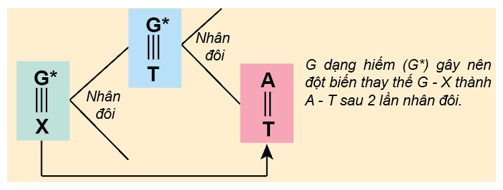 Guanin dạng hiếm kết cặp không đúng trong tái bản sẽ gây biến đổi (ảnh 1)