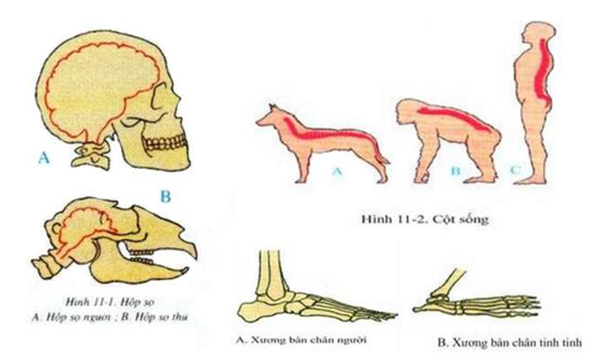 những đặc điểm của bộ xương người thích nghi với tư thế đứng thẳng và đi bằng hai chân (ảnh 1)
