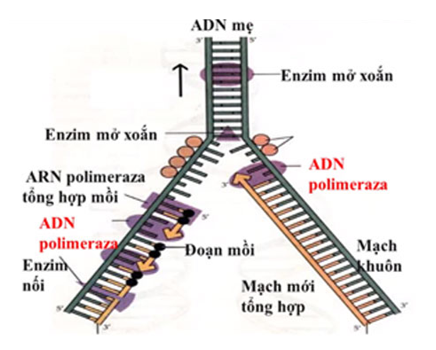 Enzim ADN polimeraza có vai trò gì trong quá trình tái bản ADN? (ảnh 1)