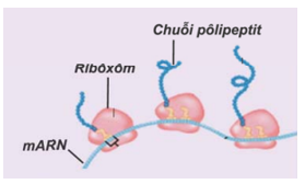 Sự hoạt động đồng thời của nhiều riboxom trên cùng một phân tử mARN có vai trò (ảnh 1)