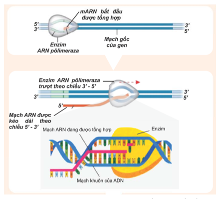 Loại enzim nào sau đây trực tiếp tham gia vào quá trình phiên mã các gen cấu trúc ở sinh vật nhân sơ? (ảnh 1)
