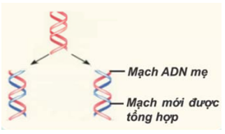 Nguyên tắc bán bảo tồn được thể hiện trong cơ chế nhân đôi ADN có nghĩa là: (ảnh 1)