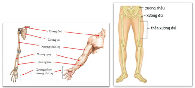 Sự khác nhau giữa xương tay và xương chân có ý nghĩa gì đối với hoạt động của con người ? (ảnh 1)