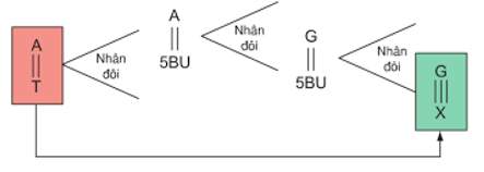 Hóa chất gây đột biến 5-BU thường gây đột biến gen dạng (ảnh 1)
