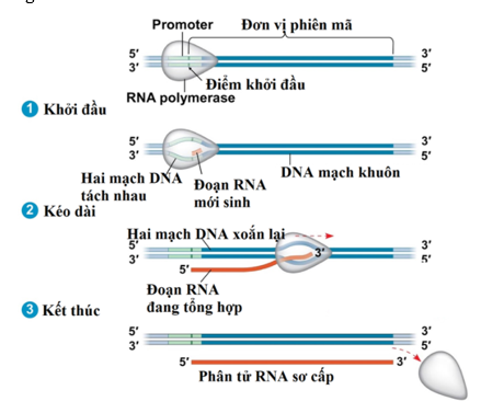 Quá trình phiên mã ở vi khuẩn E.coli xảy ra trong ti thể; nhân tế bào (ảnh 1)