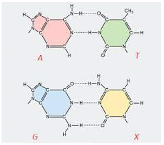 Cấu trúc không gian của phân tử ADN có đường kính không đổi do (ảnh 1)