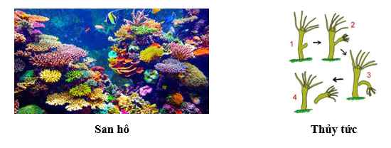 Sự khác nhau giữa san hô và thủy tức trong sinh sản vô tính mọc chồi? (ảnh 1)