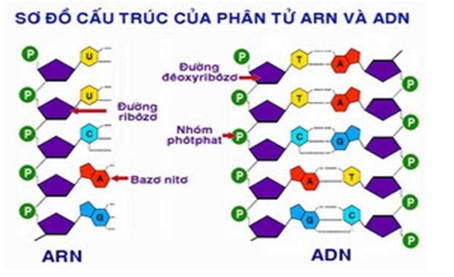 Đơn phân của ADN và ARN giống nhau ở A. Đường B. Nhóm phôtphat (ảnh 1)