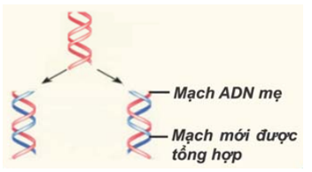 Mỗi ADN con sau nhân đôi đều có một mạch của ADN mẹ, mạch còn lại (ảnh 1)