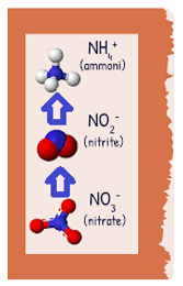Quá trình khử nitrat diễn ra theo sơ đồ NO2^-→ NO3^-→ NH4^+ NO3^- → NO2^- → NH3 (ảnh 1)
