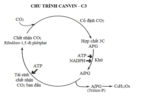 Trật tự đúng các giai đoạn trong chu trình Canvin là khử APG thành AlPG→ cố định CO2 (ảnh 1)
