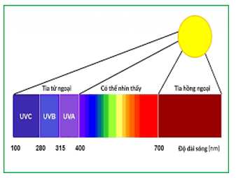 Nếu cùng cường độ chiếu sáng thì ánh sáng đơn sắc màu đỏ sẽ có hiệu quả quang hợp (ảnh 1)