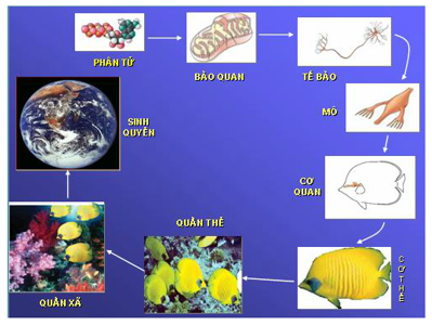 Có các cấp độ tổ chức cơ bản của thế giới sống là:  (1) Cơ thể.  (2) tế bào  (3) quần thể (ảnh 1)