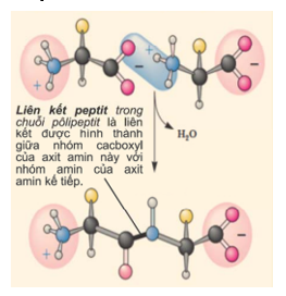 Loại liên kết chủ yếu giữa các axit amin trong phân tử protein là (ảnh 1)