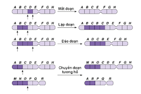 Đột biến cấu trúc NST có thể xuất hiện gen mới trong nhóm gen liên kết là (ảnh 1)