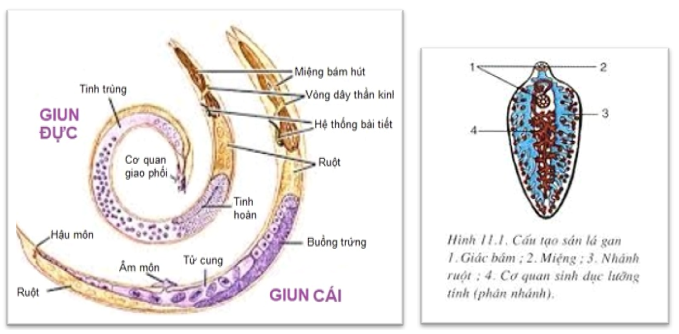 Đặc điểm cấu tạo nào của giun đũa khác với sán lá gan ? (ảnh 1)