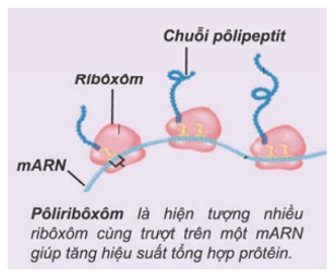 Khi nói về quá trình dịch mã, phát biểu nào sau đây sai? Trong quá trình (ảnh 1)