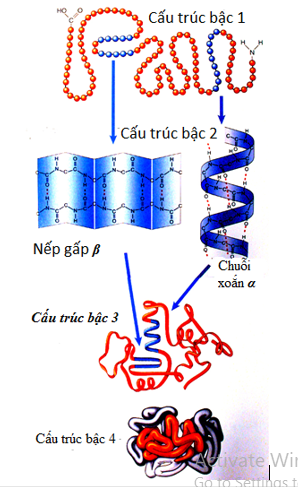 Cho các nhận định sau: (1) Cấu trúc bậc 1 của phân tử protein là chuỗi pôlipeptit (ảnh 1)