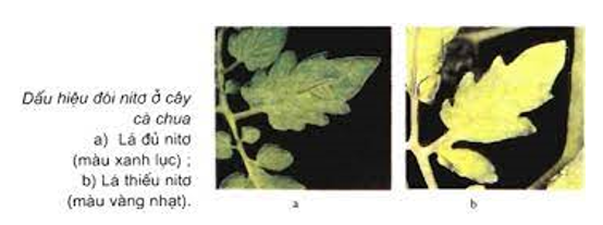 Khi làm thí nghiệm trồng cây trong chậu đất nhưng thiếu một nguyên tố khoáng thì triệu chứng thiếu hụt (ảnh 1)