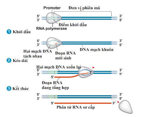 Trong quá trình phiên mã, ARN-polimeraza sẽ tương tác với vùng nào (ảnh 1)